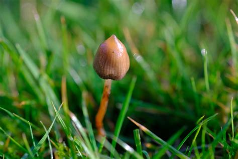 Magic Mushroom Map.